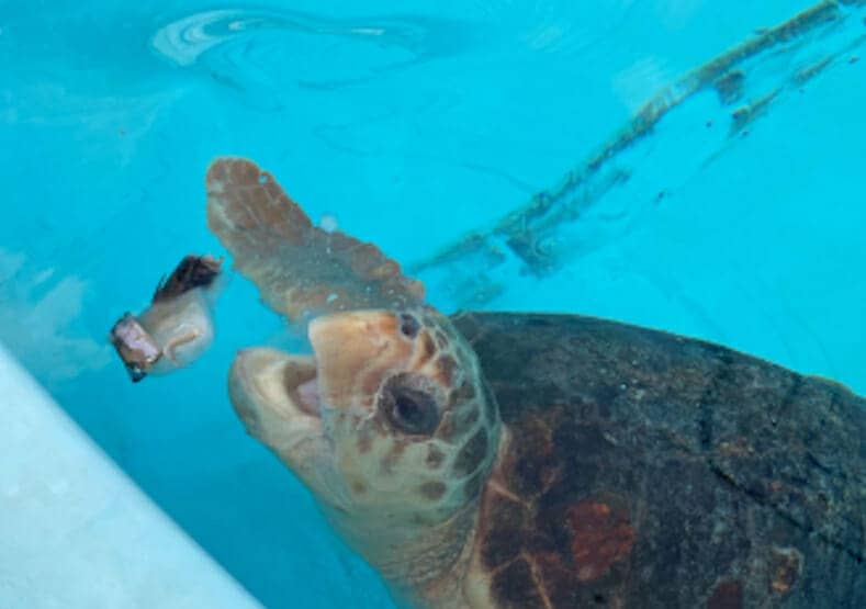 Welcome Home, Poppy: Sea Turtle Inc. Adopts Non-Releasable Florida Sea Turtle