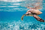 Turtle Power! Learn About the Real Heroes on a Half Shell During World Sea Turtle Month