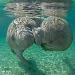The Perfect Valentine: Send Your Love a Symbolic Adopt-a-Manatee!