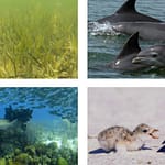 Gulf Research Grants: NOAA Comes Through to the Tune of $16.8 Million