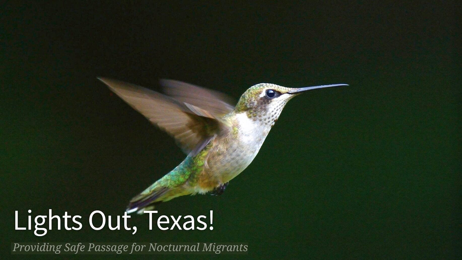 Lights Out for Birds! Lights Out for Birds!