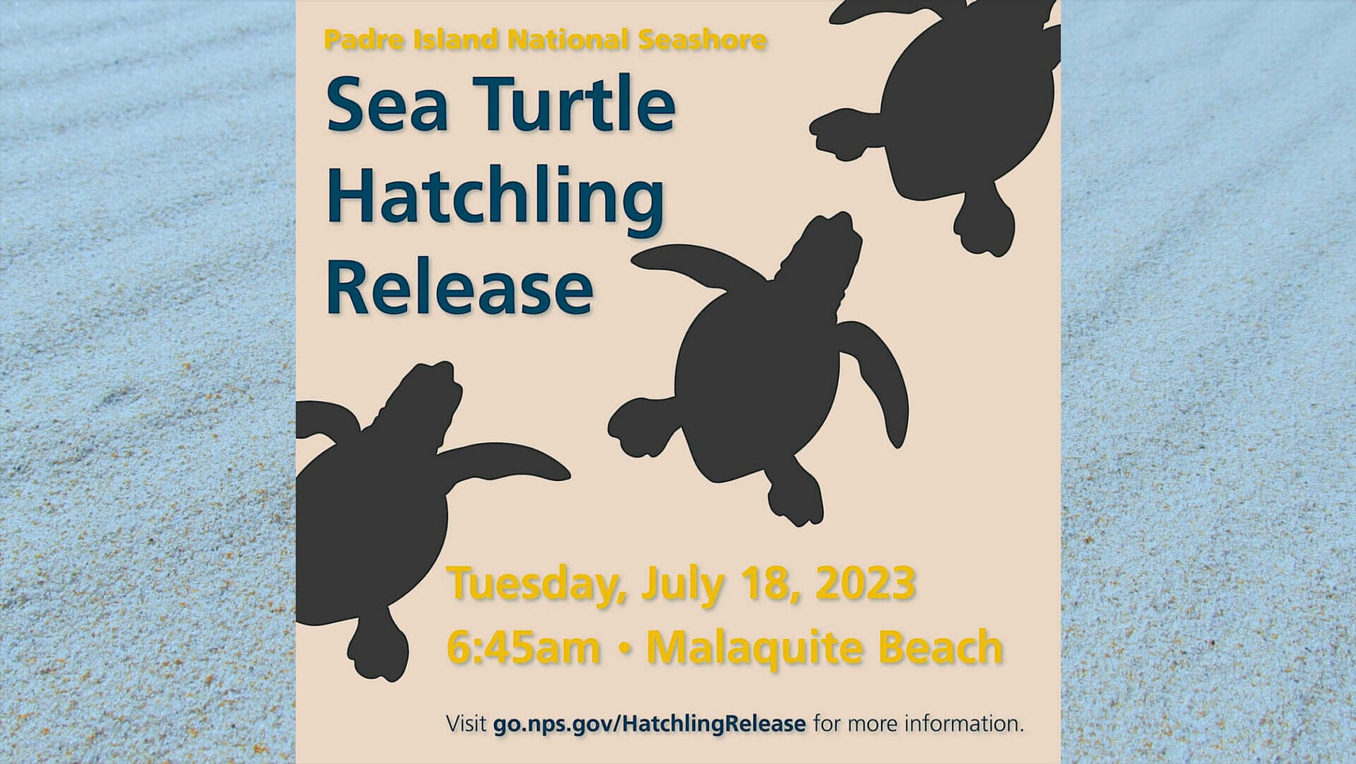 Sea Turtle Hatchling Release – Go Gulf States