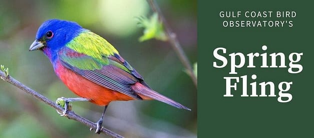 Spring Fling at Gulf Coast Bird Observatory