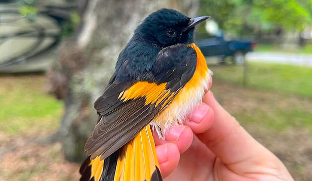 Bird Banding on Dauphin Island
