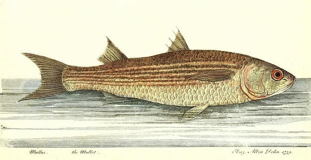 St. George Island Mullet Toss