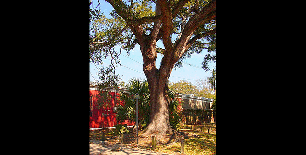 Boyington Oak Festival