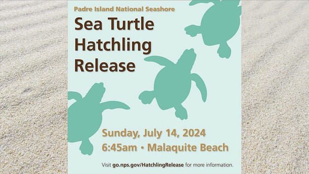 Sea Turtle Hatchling Release