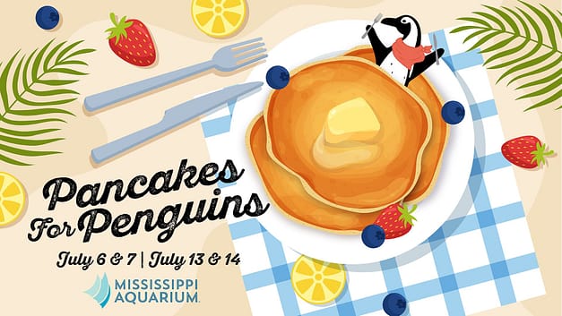 Pancakes for Penguins at the MS Aquarium
