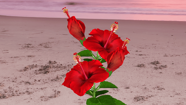 Hibiscus Festival of Punta Gorda
