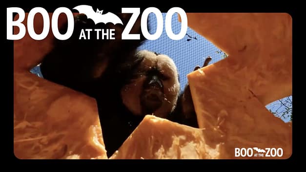 Boo at the Zoo – Audubon