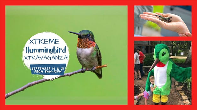 Xtreme Hummingbird Xtravaganza