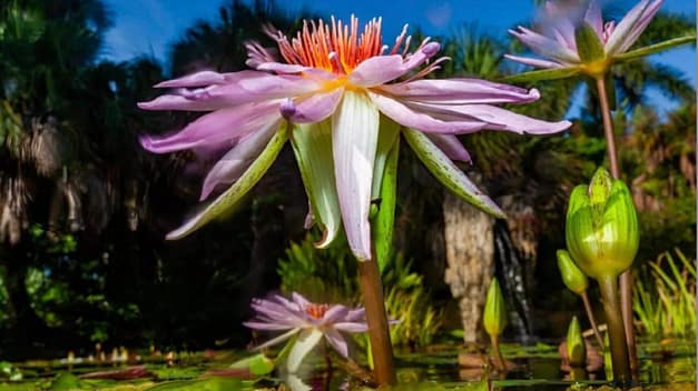 Waterlily Weekend