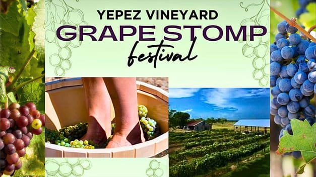 Grape Stomp at Yapez Vineyard