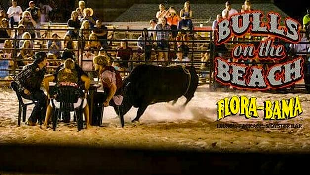 Flora-Bama Bulls on the Beach