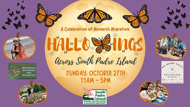 HalloWings Across South Padre Island