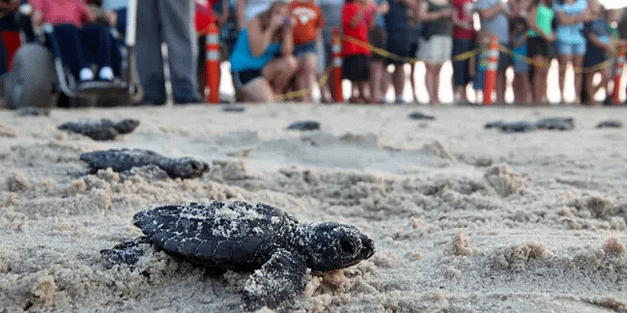 PINS Hatchling Release – Corpus Christi
