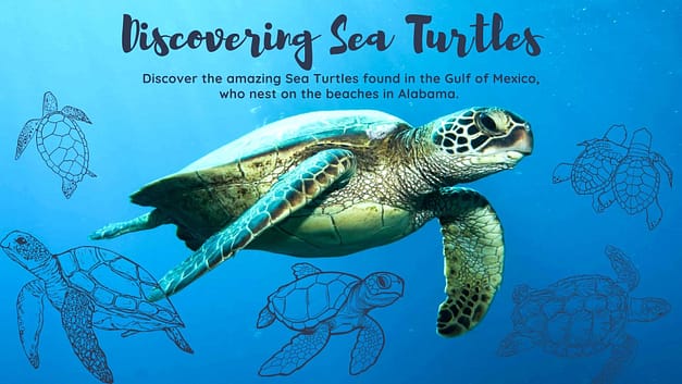 Discovering Sea Turtles