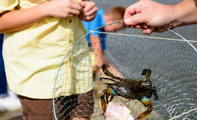 Discover the Crab Festival at Holly Beach: A Celebration of Community, Culture, and Culinary Delights