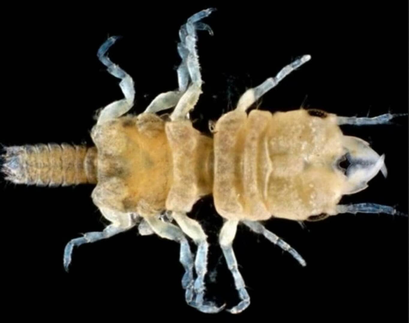 Gnathia jimmybuffetti